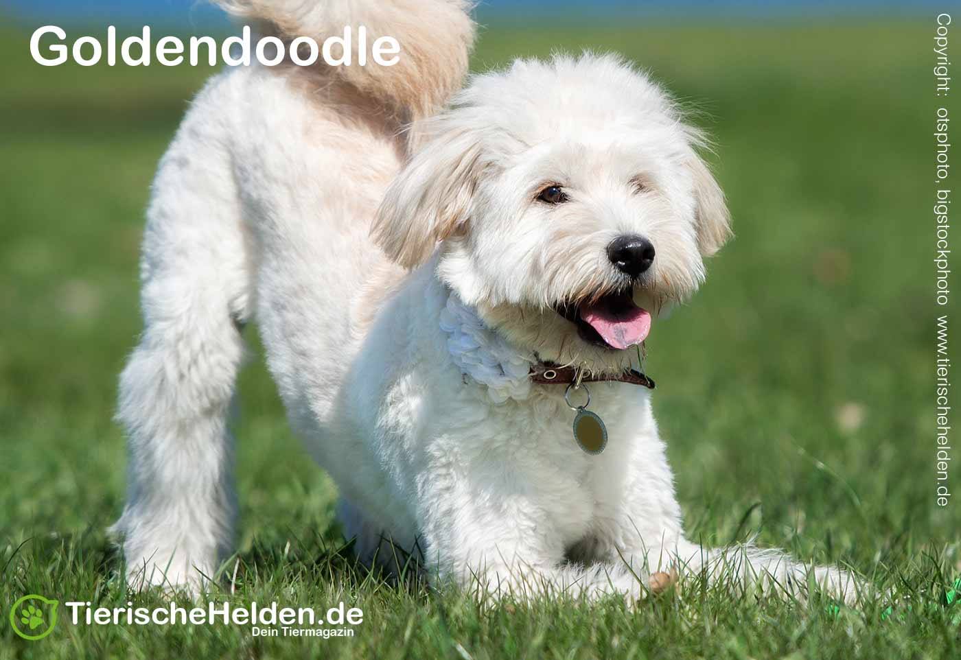 Goldendoodle