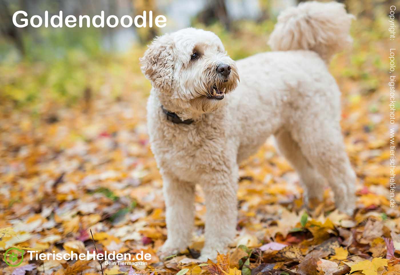 Goldendoodle