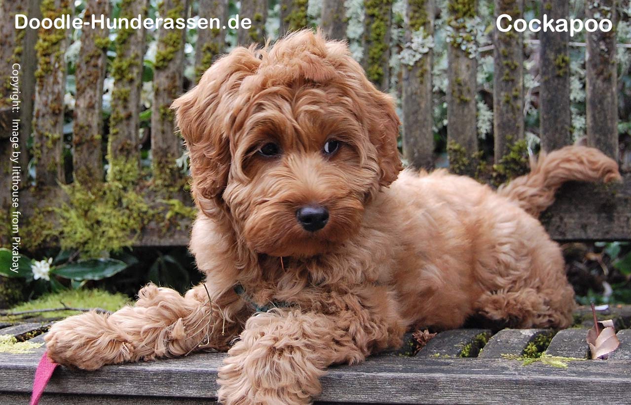 Cockapoo Hunde