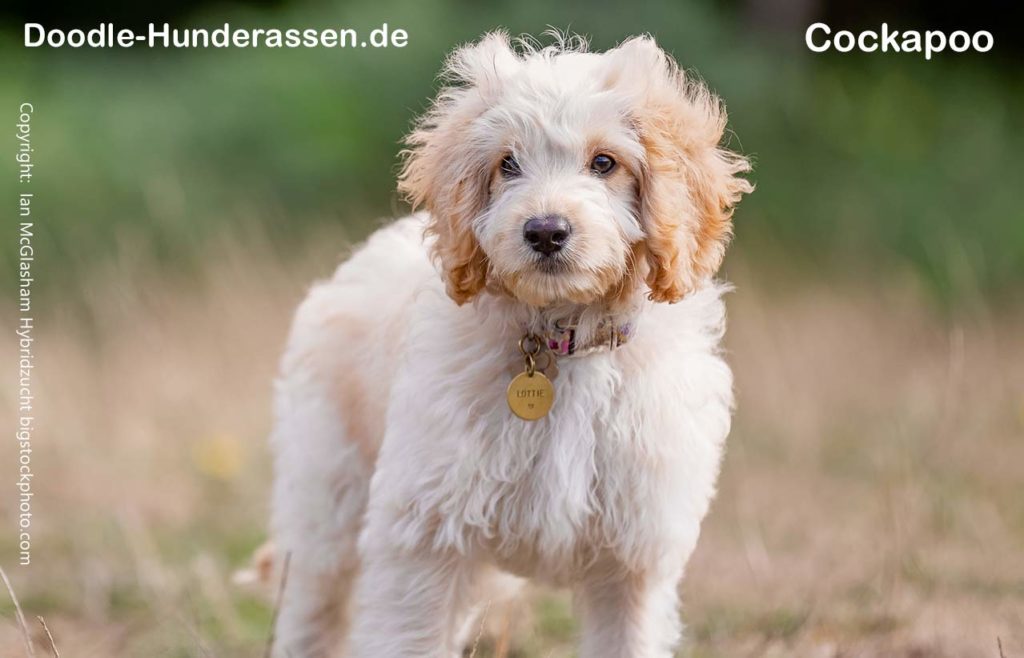 Cockapoo » Doodle Hunderassen