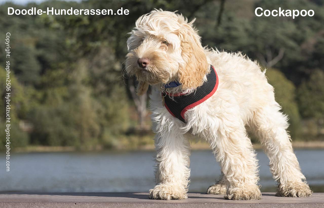 Cockapoo Cockapoo Labradoodle Hund Susse Hunde