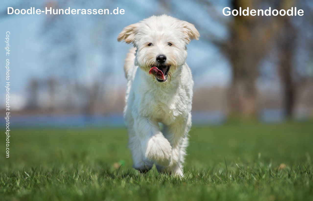 Goldendoodle Hund