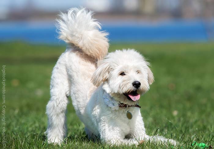 Hundeportraits Doodle Hybrid Hunde