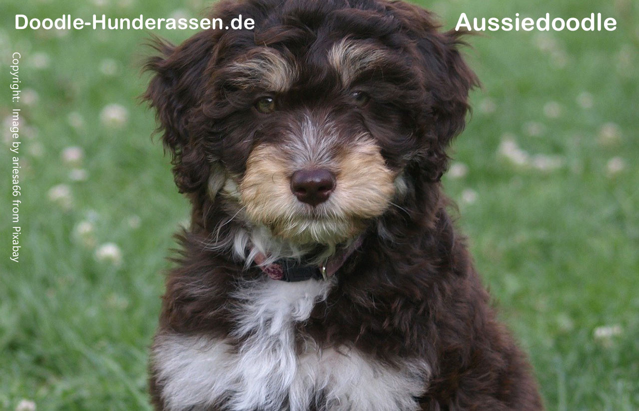 Aussiedoodle