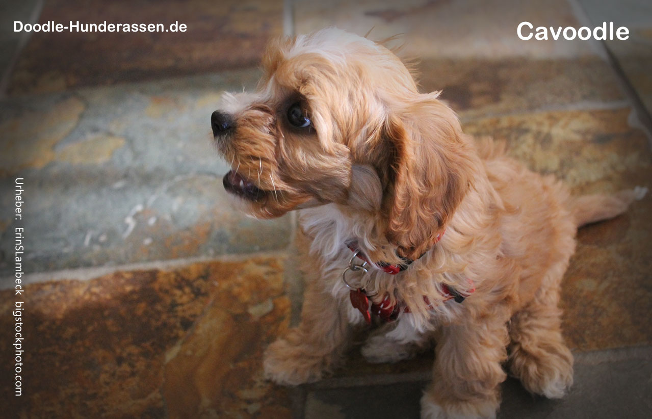 Cavoodle / Cavapoo Hunderasse