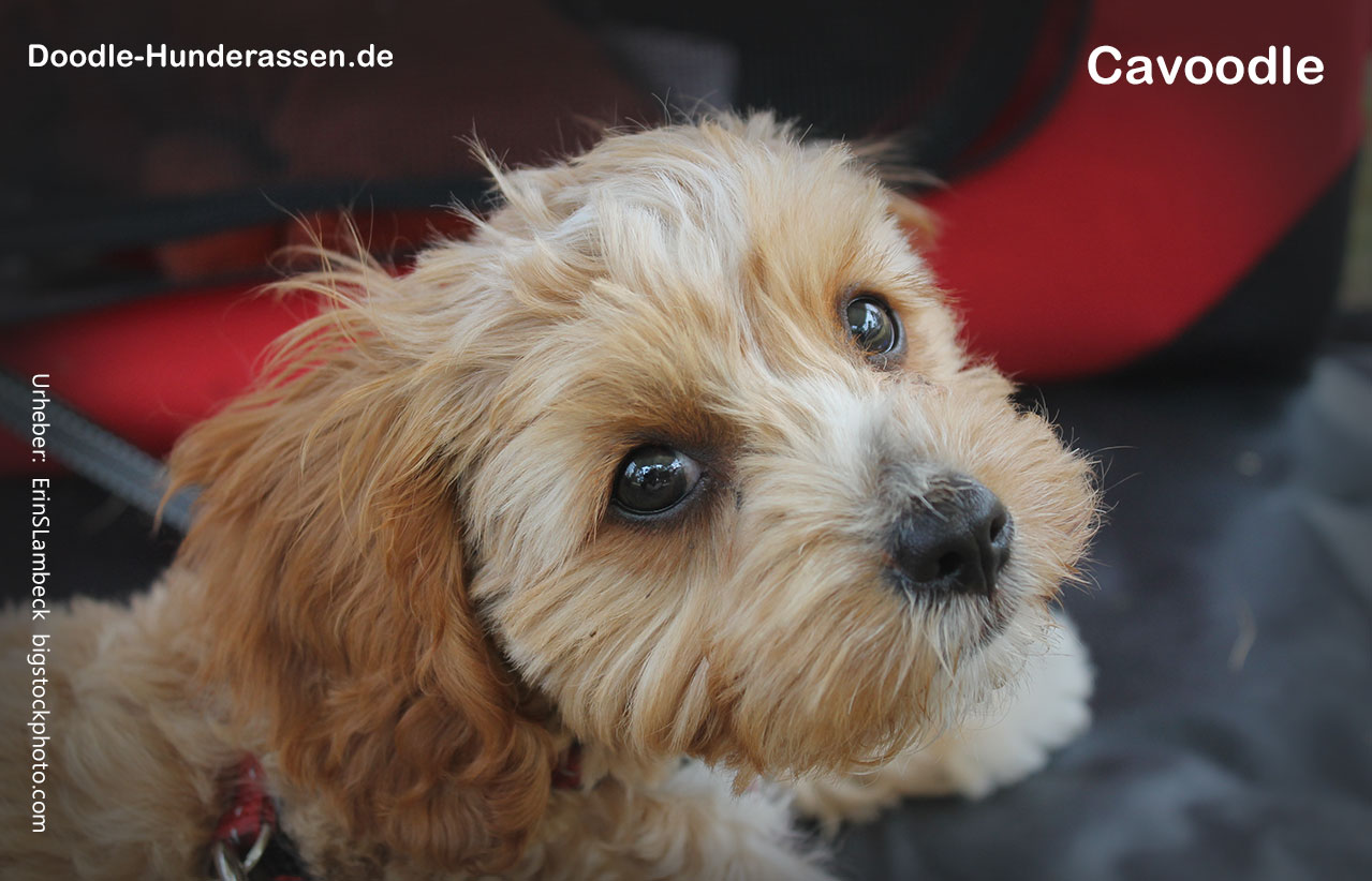 Cavoodle / Cavapoo Hunderasse