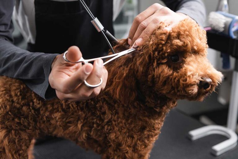 2-tlg Selbstreinigende Flohkämme Für Hunde & Katzen - Fellpflege Mit Auslöseknopf
