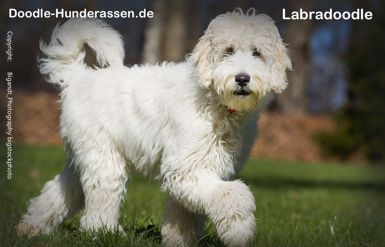 Labradoodle