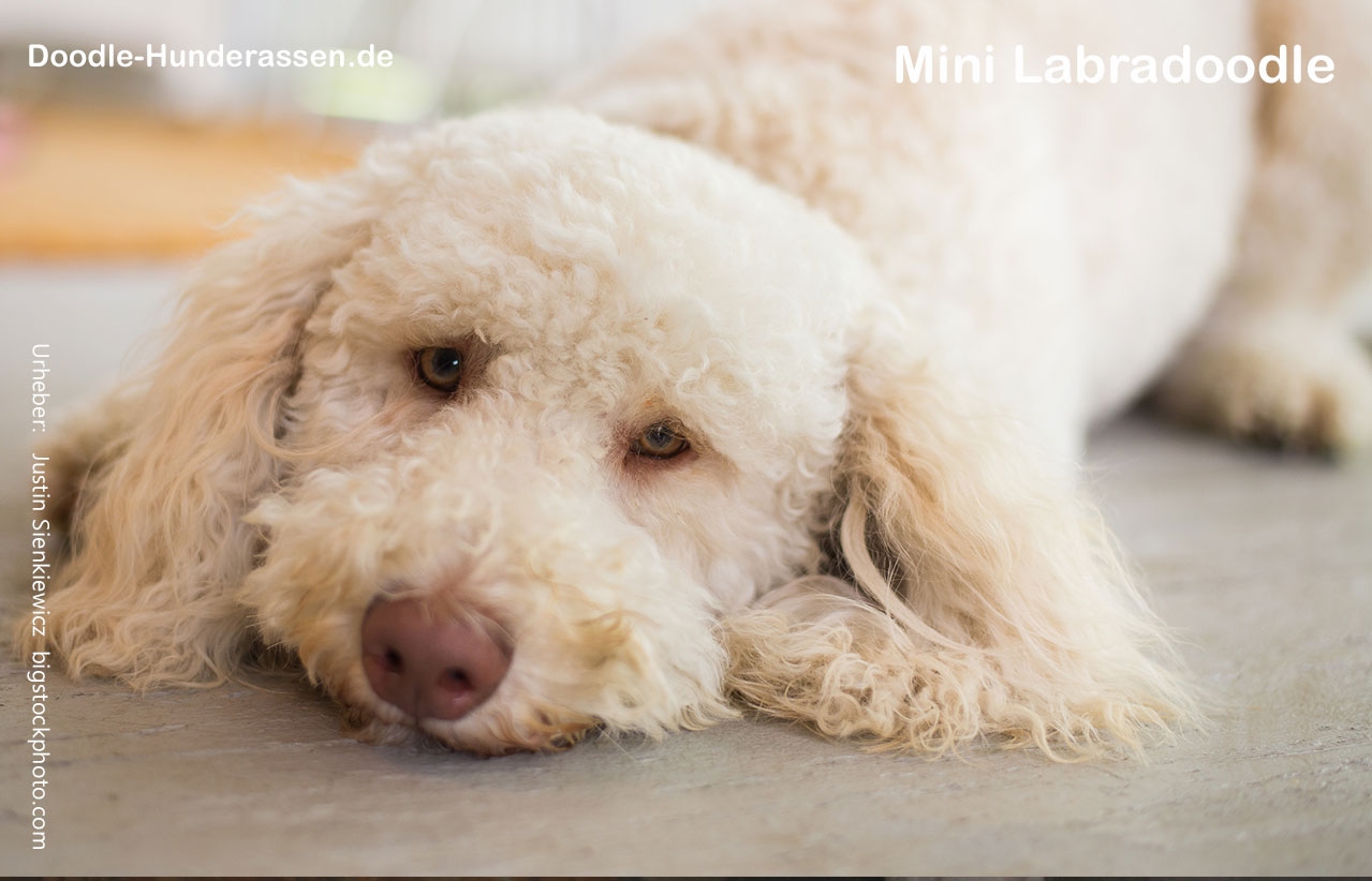 Mini Labradoodle Hunderasse