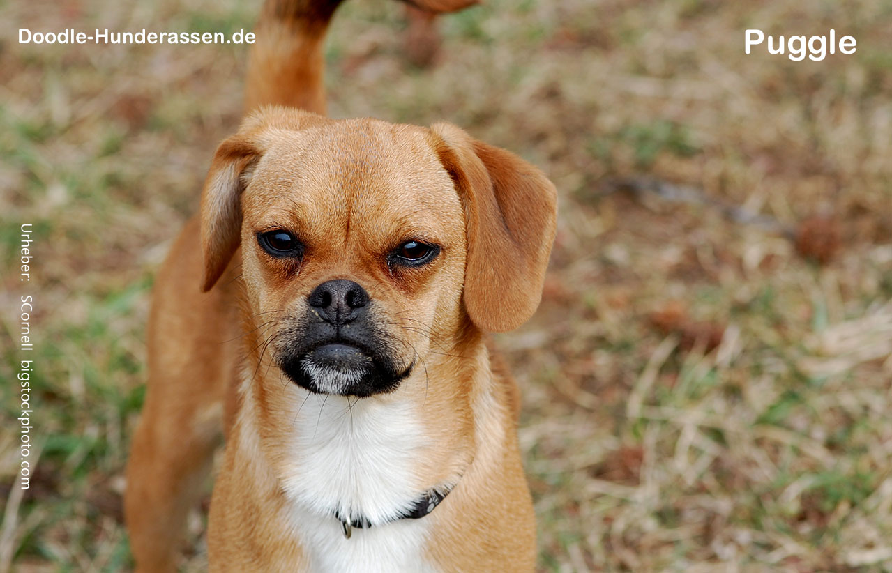 Puggle Hunde